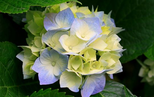 Property & Subdivision